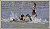 CANARD COLVERT