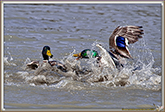 CANARD COLVERT