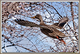 CANARD COLVERT