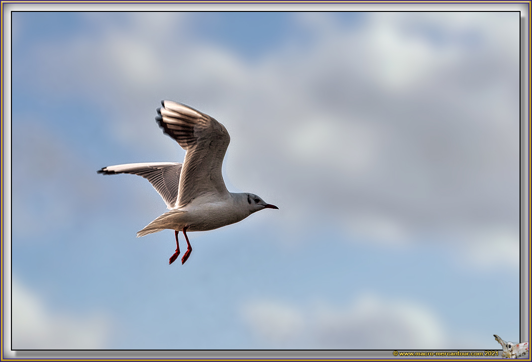 Mouettes