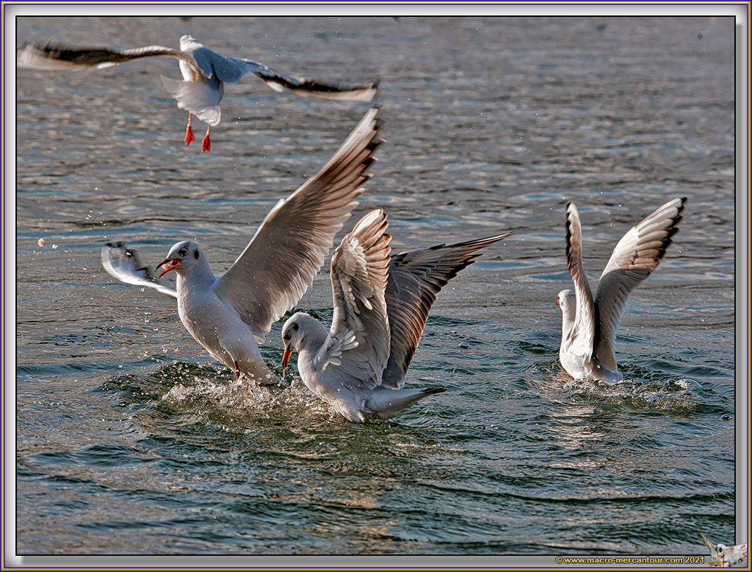 Mouettes