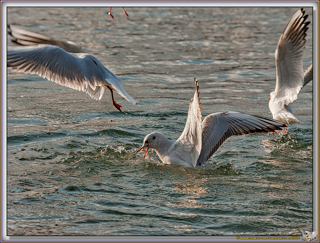 Mouettes