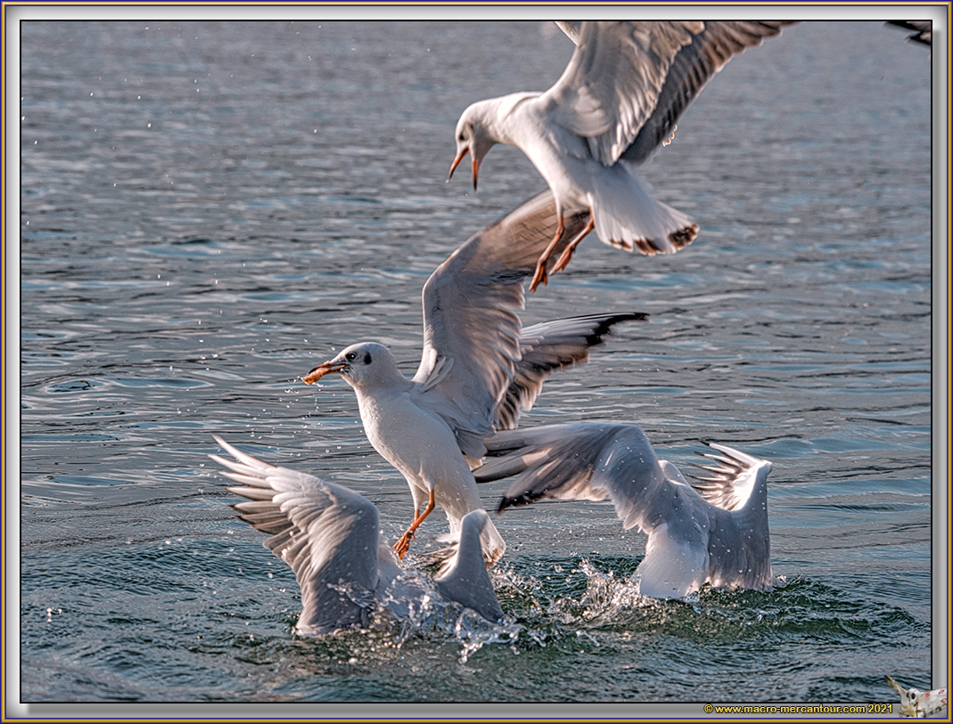 Mouettes