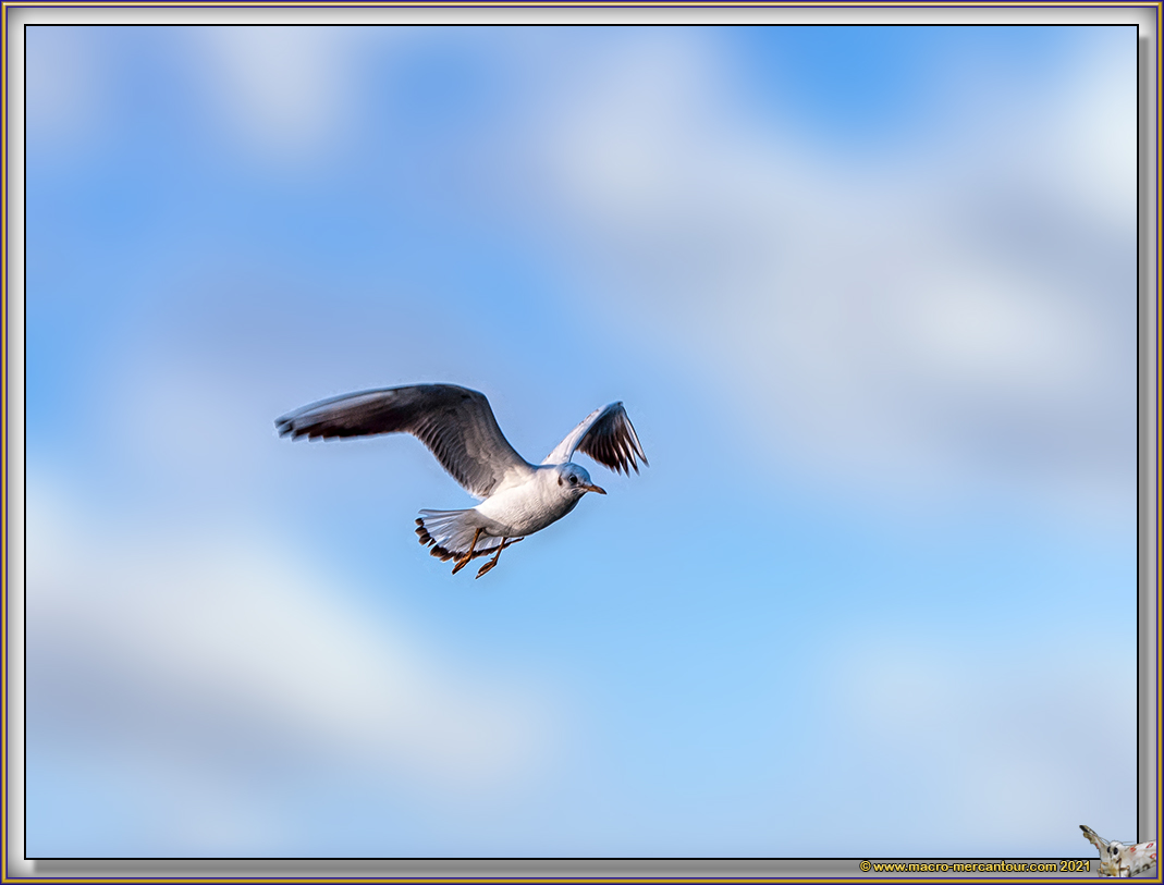 Mouettes