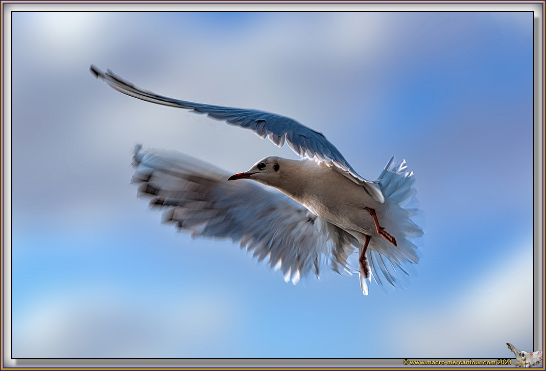 Mouettes