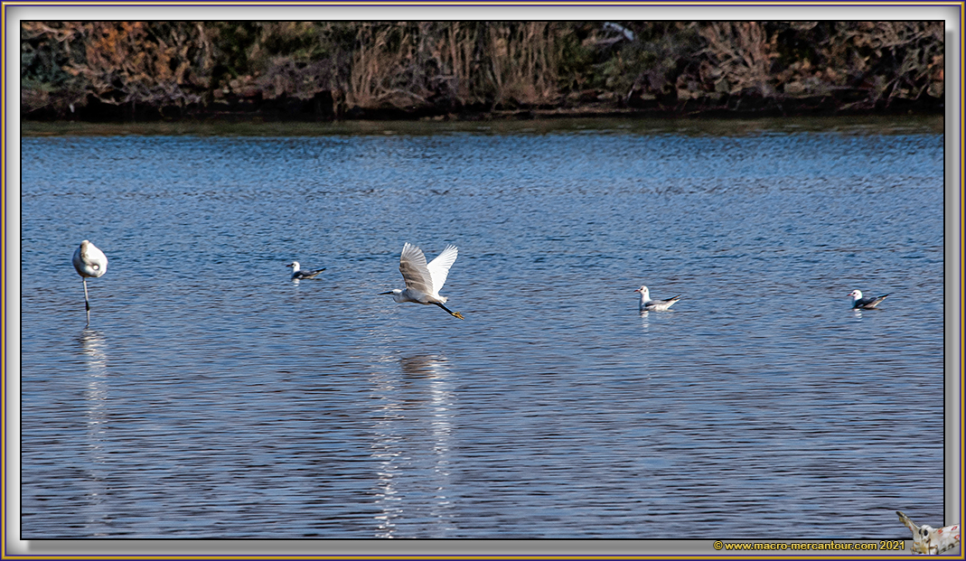 Aigrette