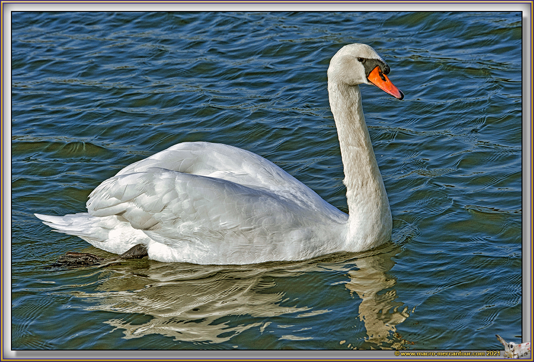 Cygne