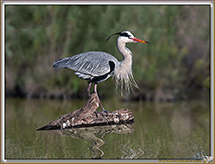 CAMARGUE