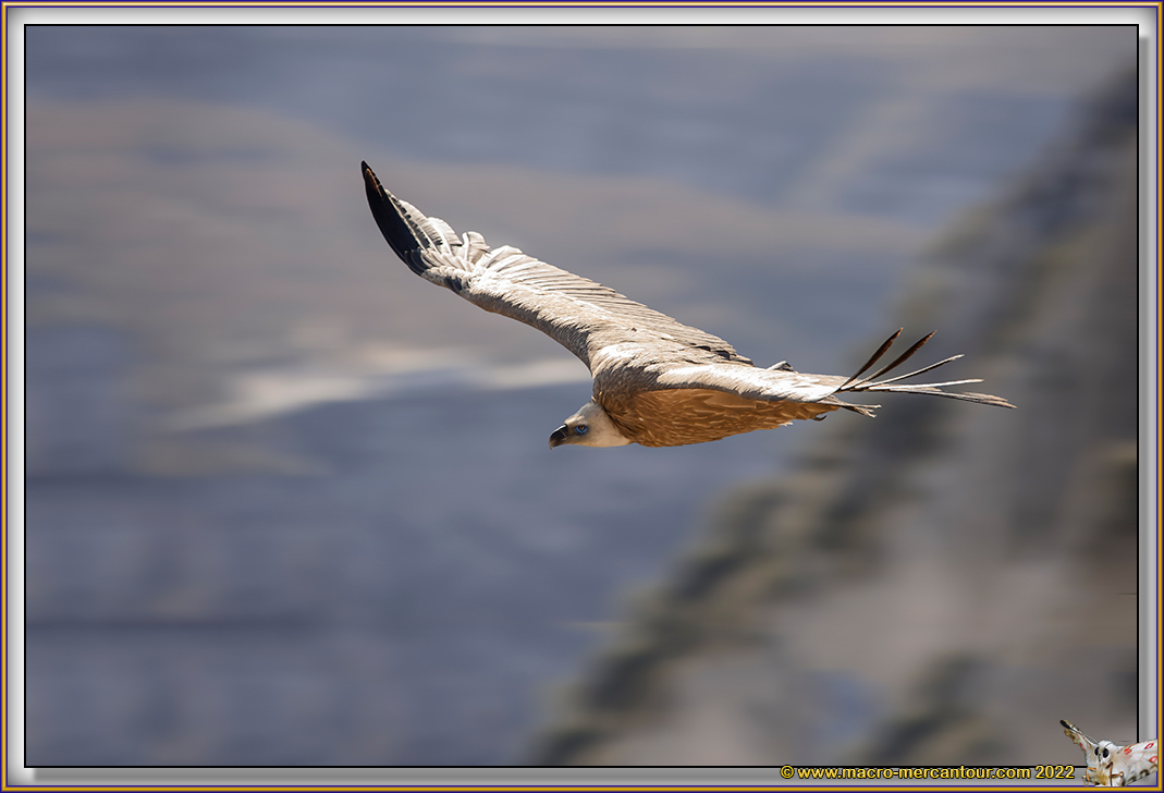 VAUTOUR FAUVE