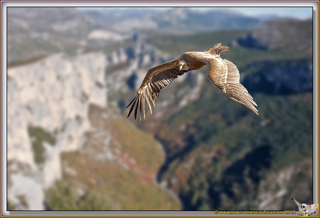 VAUTOUR FAUVE