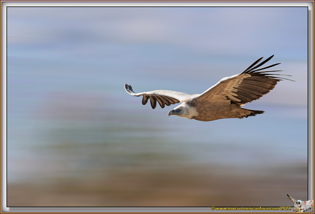 VAUTOUR FAUVE