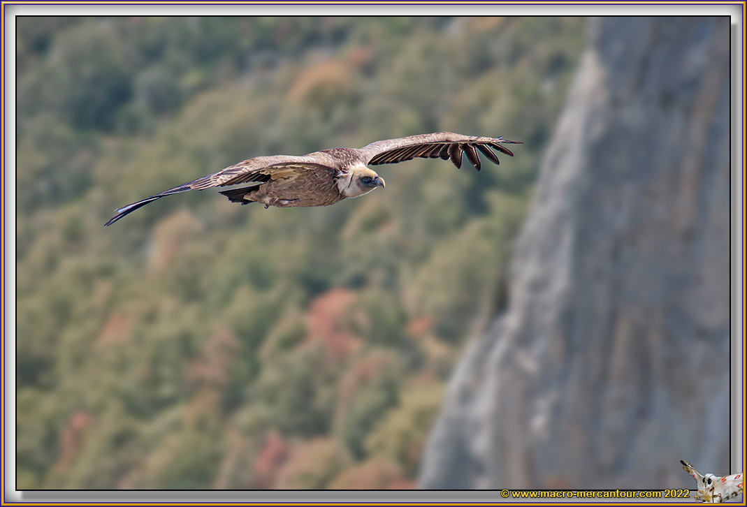 VAUTOUR FAUVE