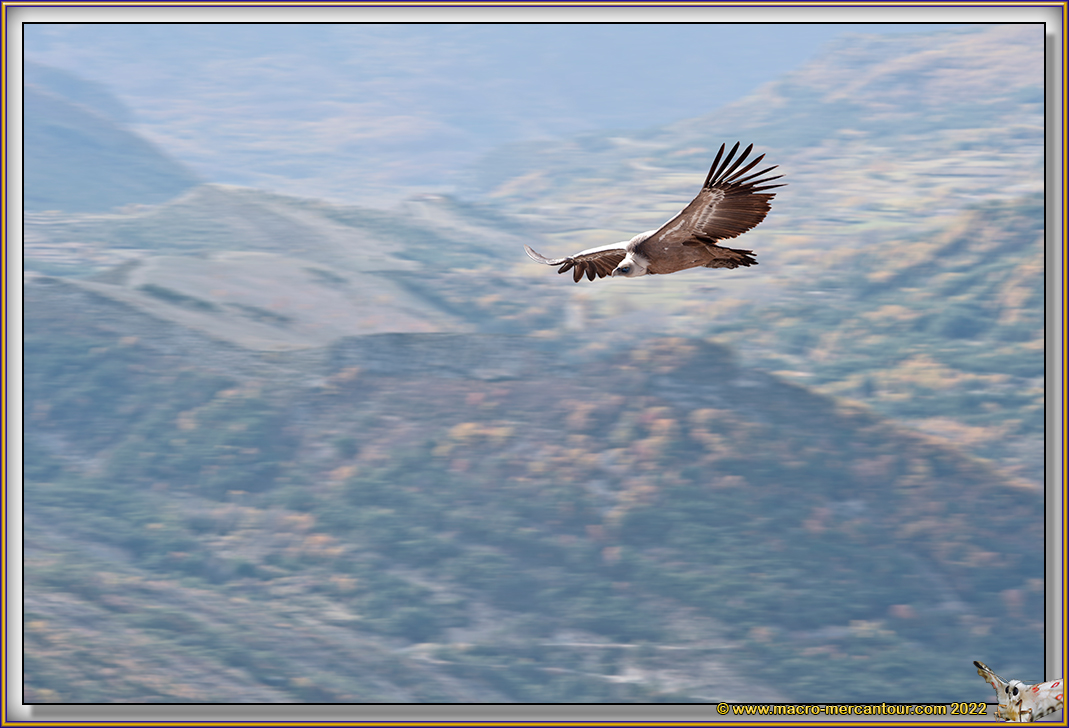 VAUTOUR FAUVE