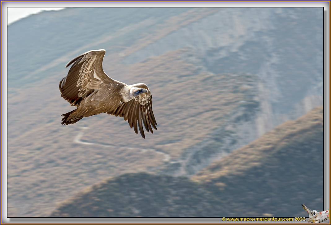 VAUTOUR FAUVE