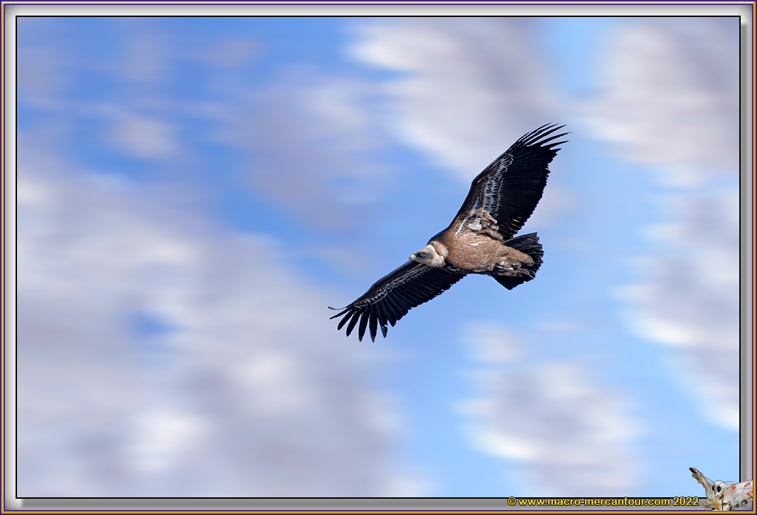 VAUTOUR FAUVE