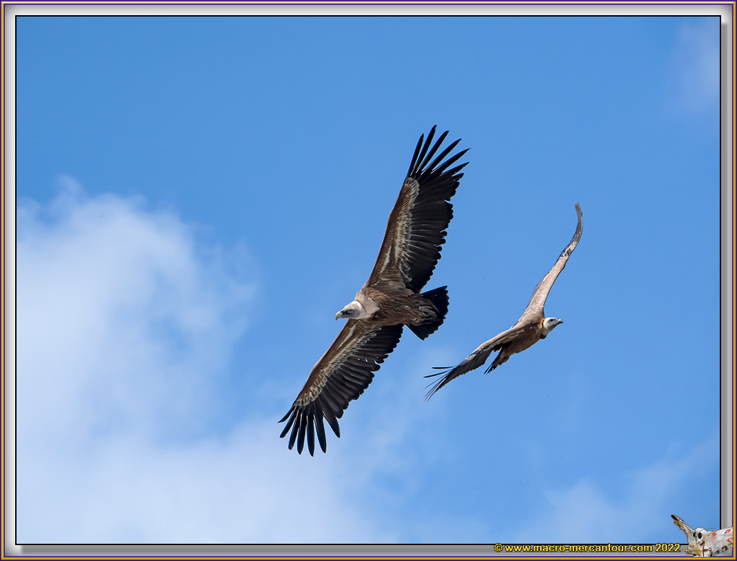 VAUTOUR FAUVE