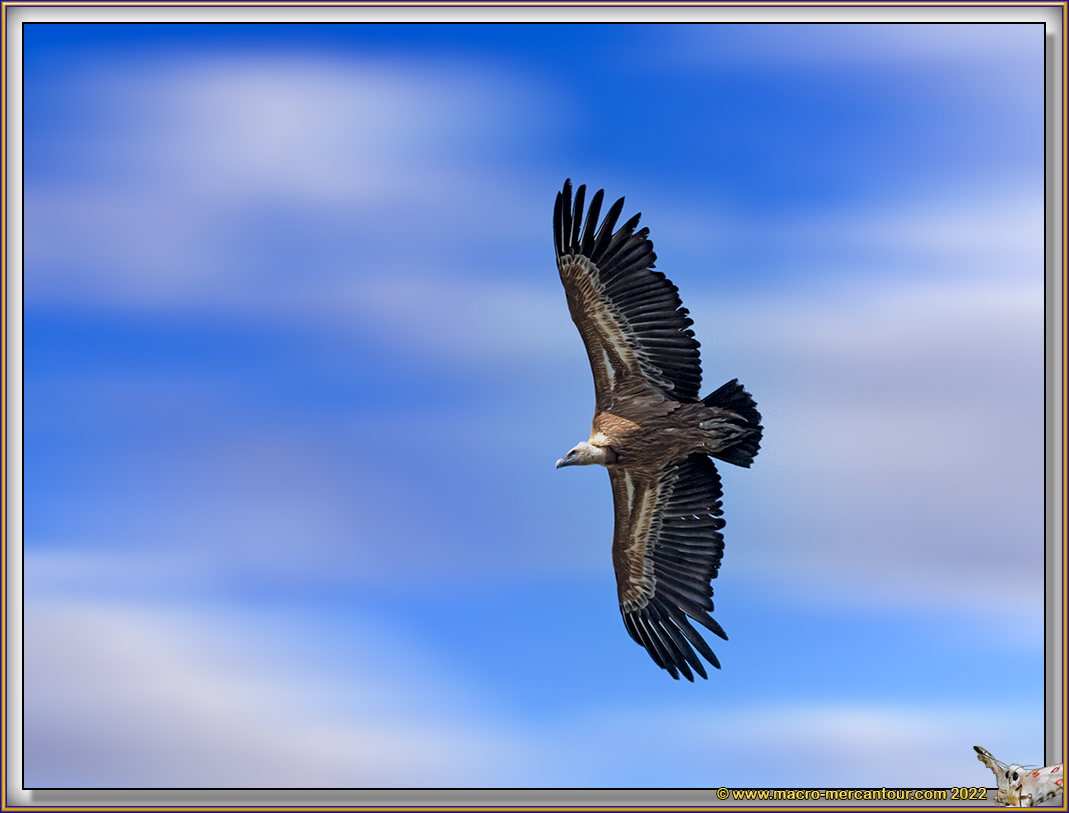 VAUTOUR FAUVE