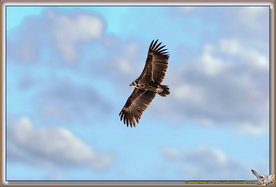 VAUTOUR MOINE