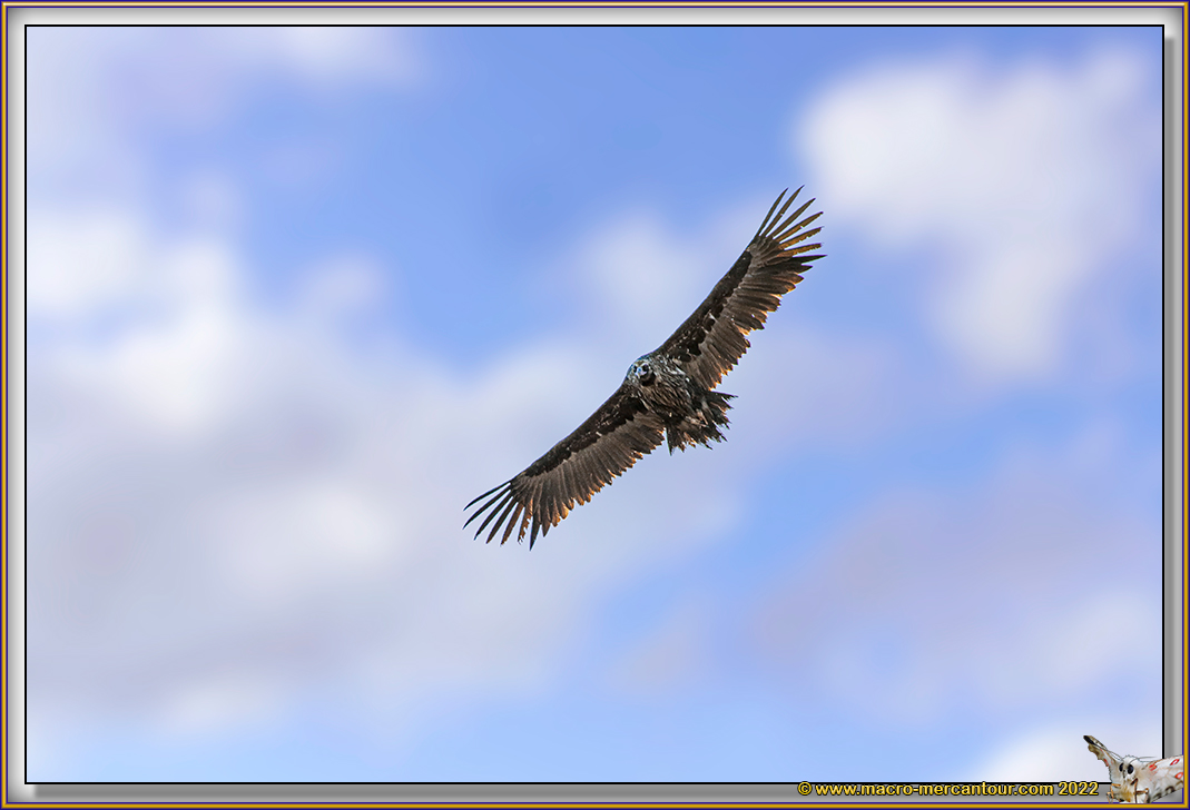 VAUTOUR MOINE
