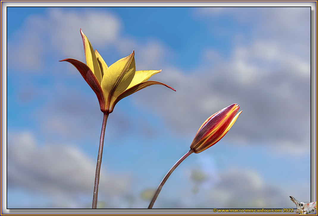 TULIPE DE CELSE