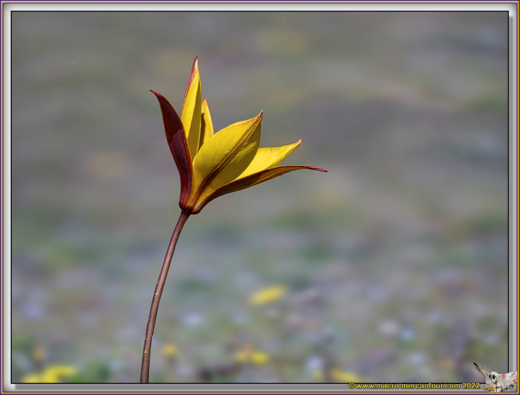TULIPE DE CELSE