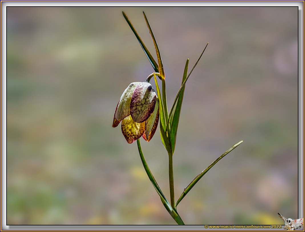 FRITILLAIRE INVOLUCRE