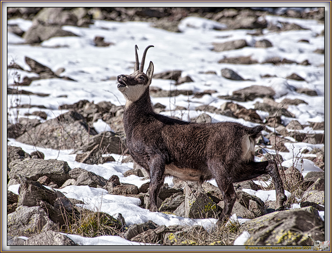 Chamois