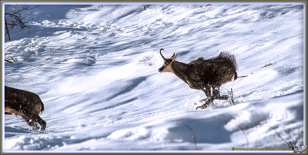 Chamois