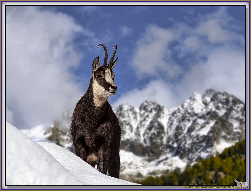 Chamois