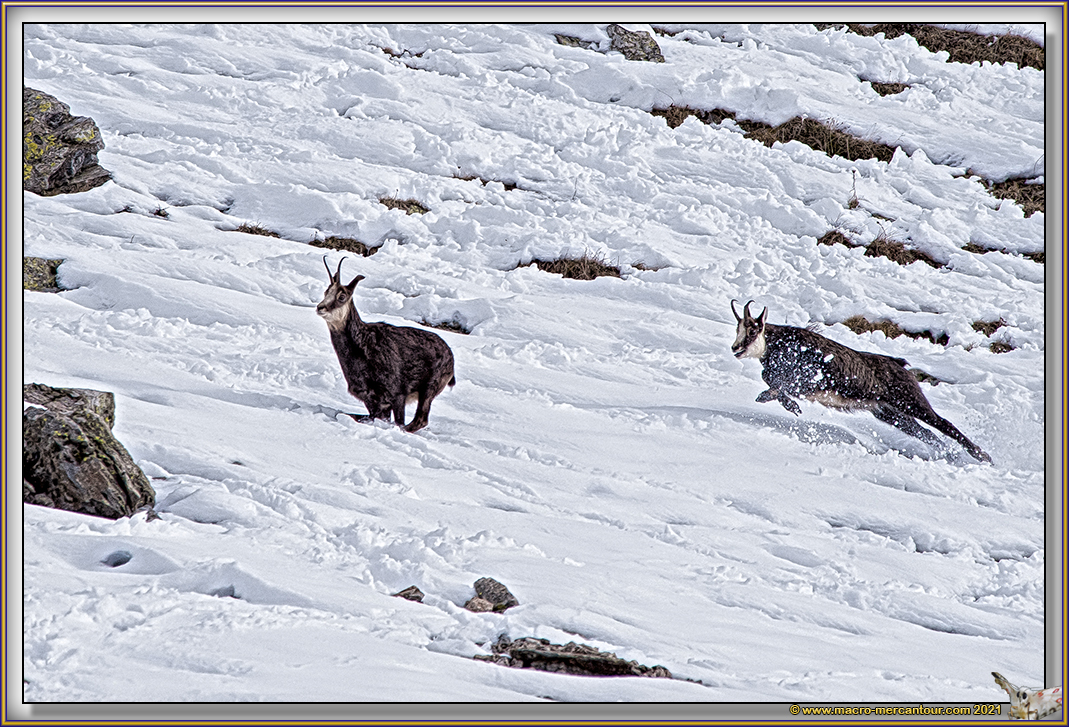 Chamois