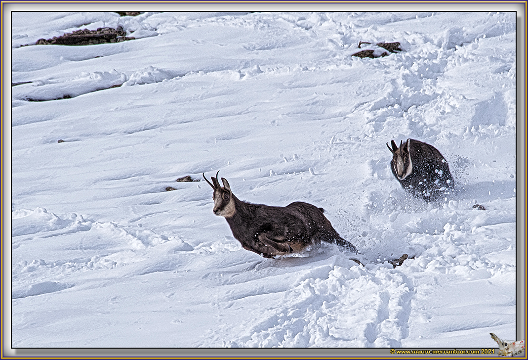 Chamois