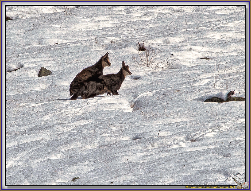 Chamois