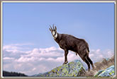 RUT du CHAMOIS