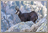 RUT du CHAMOIS