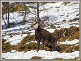 RUT du CHAMOIS