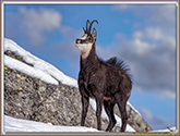 RUT du CHAMOIS
