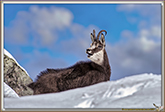 RUT du CHAMOIS