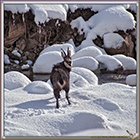 RUT du CHAMOIS
