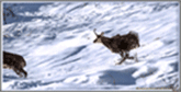 RUT du CHAMOIS