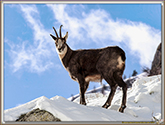 RUT du CHAMOIS