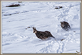 RUT du CHAMOIS