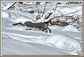 RUT du CHAMOIS
