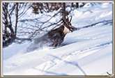RUT du CHAMOIS
