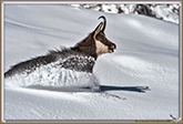 RUT du CHAMOIS