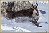 RUT du CHAMOIS