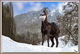 RUT du CHAMOIS