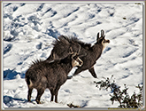 RUT du CHAMOIS