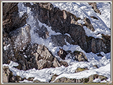 RUT du CHAMOIS