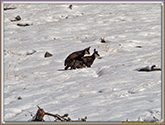 RUT du CHAMOIS