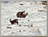 RUT du CHAMOIS